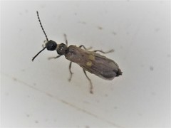 Malthodes pumilus
