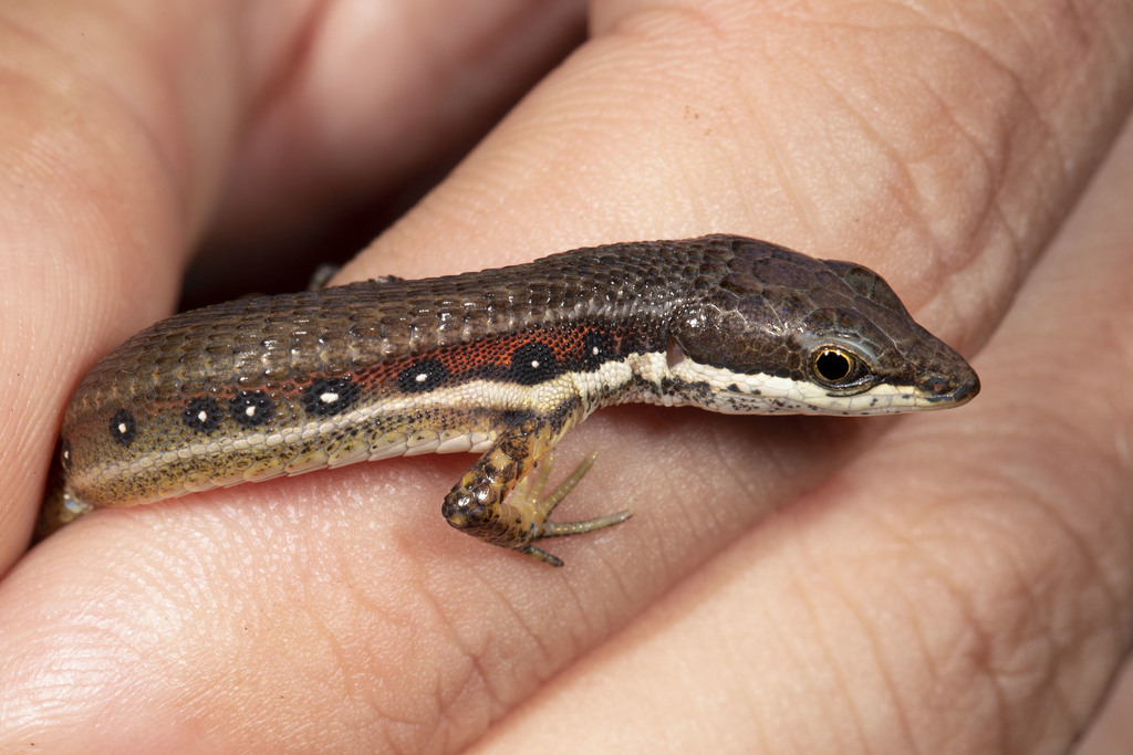 White-Striped Eyed Lizard