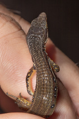 Cercosaura oshaughnessyi