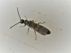 Malthodes pumilus