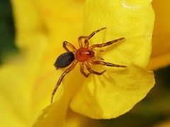 Gnaphosa sericata