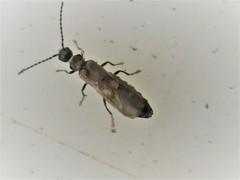 Malthodes pumilus