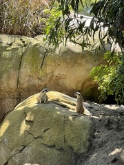 Suricata