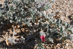 Indigofera gariepensis