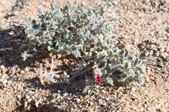 Indigofera gariepensis