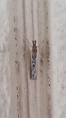 Anaclastis apicistrigellus