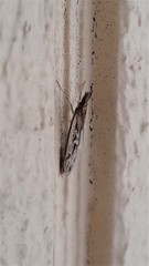 Anaclastis apicistrigellus