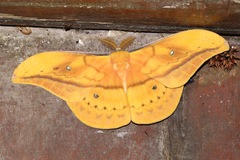 Copaxa syntheratoides