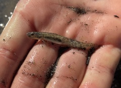 Eucyclogobius newberryi