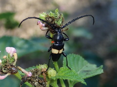 Lissonotus flavocinctus