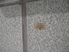 Hypomecis transcissa