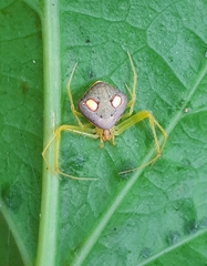 Spintharidius rhomboidalis