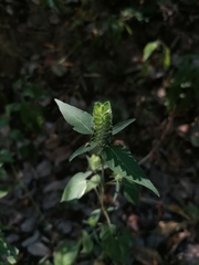 Tetramerium nervosum