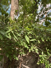 Rhododendron pulchrum phoeniceum