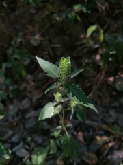 Tetramerium nervosum