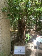 Rhododendron pulchrum phoeniceum