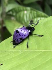 Cypherotylus dromedarius