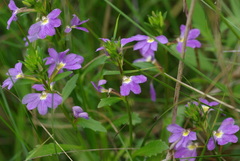Scaevola aemula