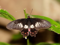 Pachliopta polydorus