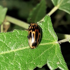 Ischyrus scriptus