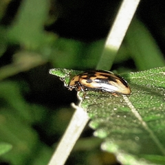 Ischyrus scriptus