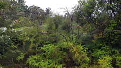 Melaleuca capitata