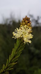 Melaleuca capitata