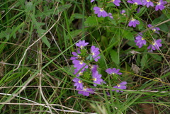 Scaevola aemula