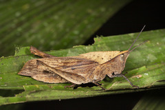 Colpolopha latipennis