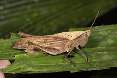 Colpolopha latipennis