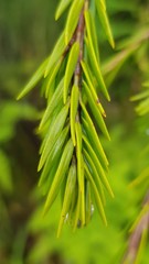 Melaleuca capitata