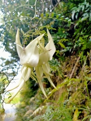 Clianthus puniceus