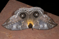 Automeris denticulata