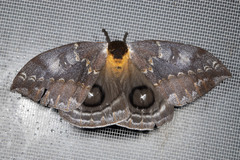 Automeris denticulata