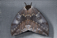 Automeris denticulata