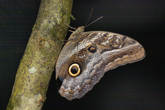 Caligo idomeneus idomenides