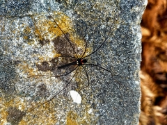 Pantopsalis phocator