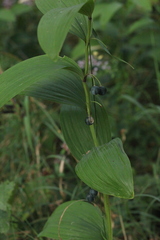 Polygonatum odoratum
