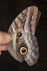 Caligo idomeneus idomenides