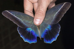 Caligo idomeneus idomenides