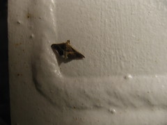 Endotricha repandalis