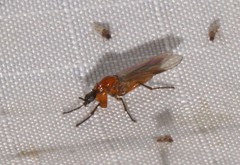 Dilophus tibialis breviceps