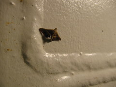 Endotricha repandalis