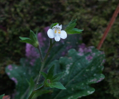 Mazus goodenifolius