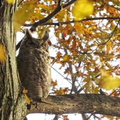 Bubo virginianus