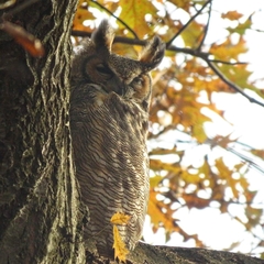 Bubo virginianus