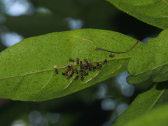 Dolichoderus taprobanae