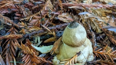 Geastrum