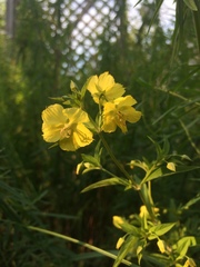 Lysimachia quadriflora