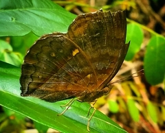 Junonia iphita